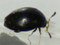 Orthoperus corticalis